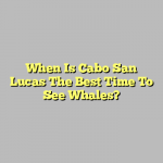When Is Cabo San Lucas The Best Time To See Whales?